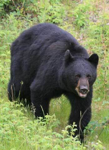 angry black bear
